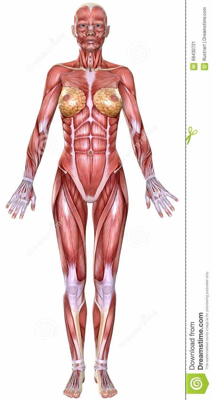 Связки тела. Тело женщины анатомия. Мышечный скелет женщины. Строение женского тела анатомия. Женский скелет с мышцами.