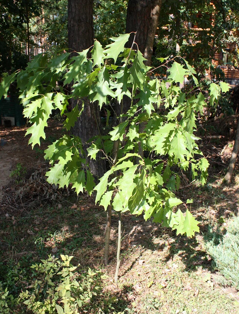 Ядовитый дуб. Дуб красный Quercus rubra. Дуб шарлаховый Quercus coccinea. Дуб канадский краснолистный. Дуб красный Wolfsdonk's Pride.