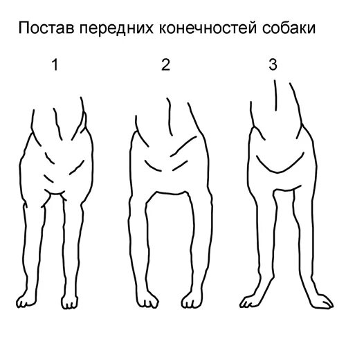 У собаки разъезжаются лапы. Размет задних конечностей у собак. Размет задних лап у собак. Косолапость размет у собак. Постав передних конечностей собаки.