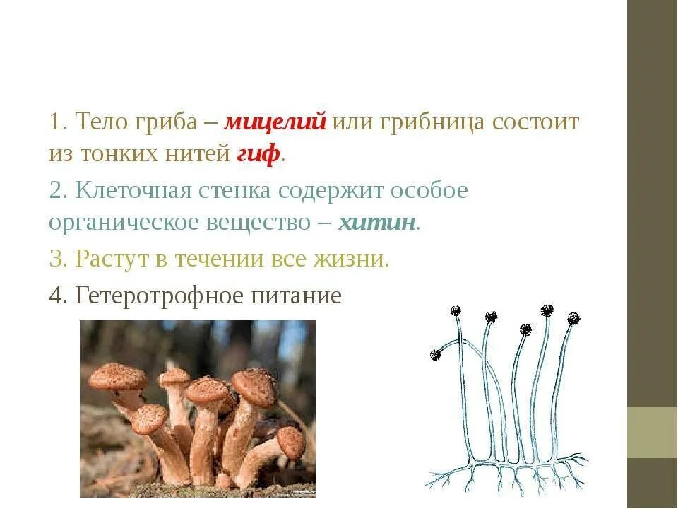 Мицелий гриба растет только первые