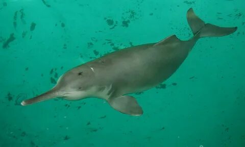Ellen decided to become a dolphin keeper