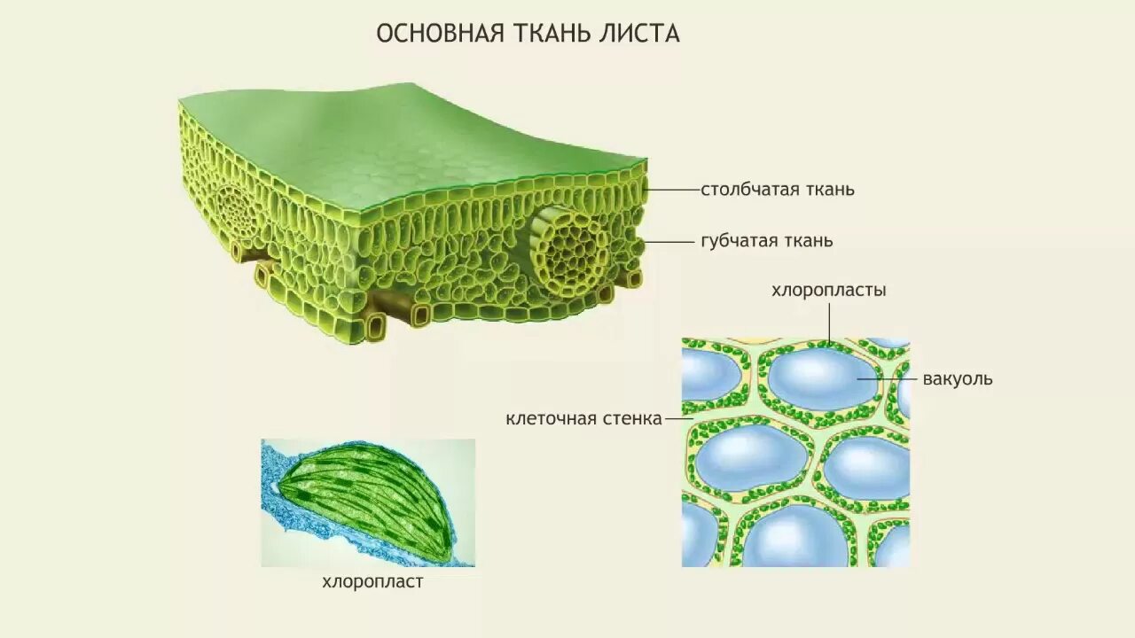 Мякоть листа название. Ткани растений поперечный срез листа биология 6. Строение мякоти листа биология 6. Строение мякоти листа биология 6 класс. Структура клетки мякоти листа.