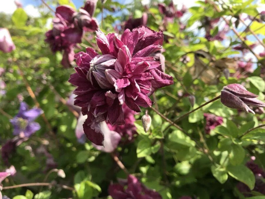 Клематис элеганс описание сорта. Клематис purpurea Plena elegans. Клематис purpurea Plena elegans (Пурпуреа плена Элеганс). Клематисы Пурпуреа плена. Клематис viticella purpurea Plena.