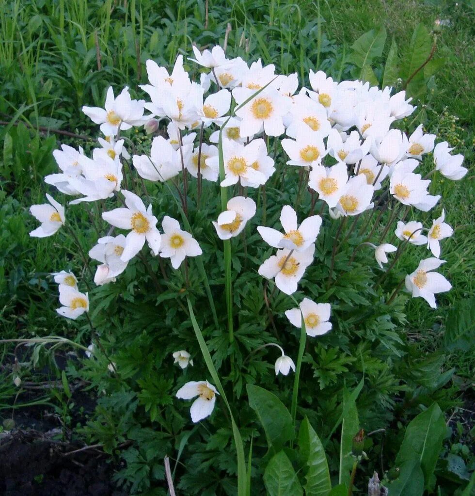Названия белых многолетних цветов. Анемона белая многолетняя. 4. Анемона канадская. Анемоны корневищные. Клубневые многолетники.