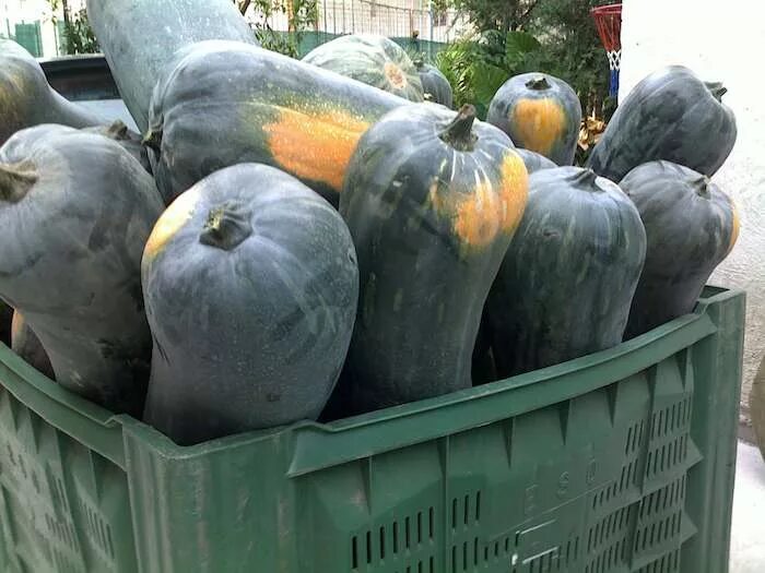 Тыква лунга ди наполи семена. Тыква лунга ди. Тыква лунга ди. Тыква лунга ди. Лунга ди наполи семена.