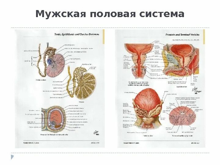 Анатомия человека мужская Мочеполовая система. Строение мочеполовой системы схема. Схема мочеполовой системы у мужчин.