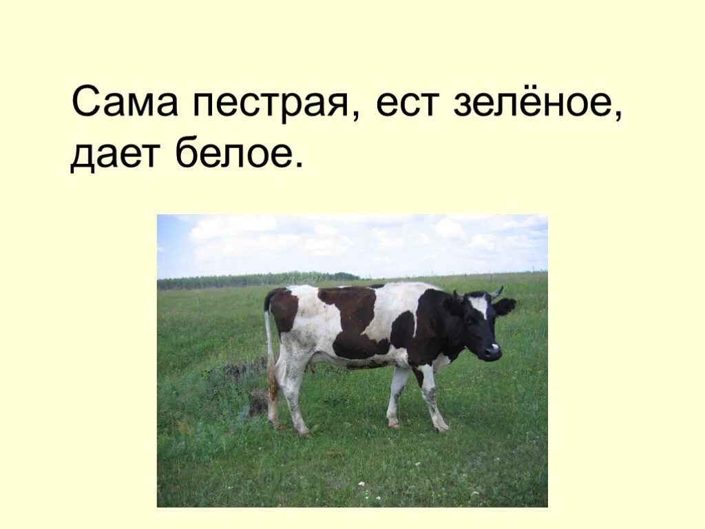 Сама пестр. Сама пестрая ест зеленое дает белое. Сама пёстрая ест зелёное даёт белое ответ. Загадка сама пестрая ест зеленое дает белое. Пестрая дает белое.