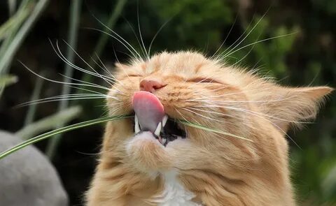 Коте зуба
