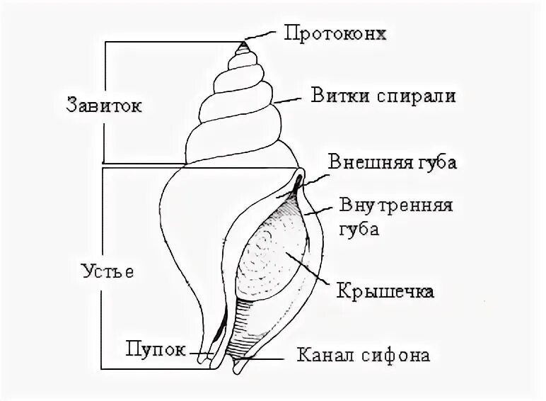 Тип Кишечнополостные и Моллюски их характеристика, классы (Таблица)