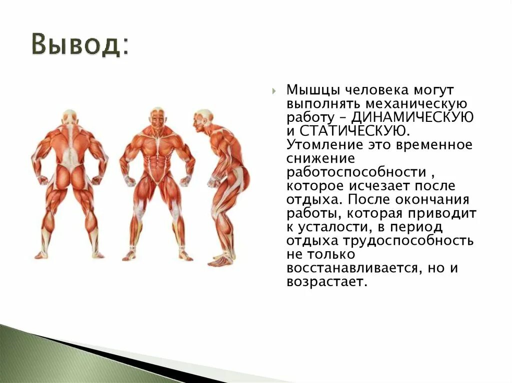 Что приводит работа в движение. Мышцы человека. Мускулатура человека. Мышцы человека вывод. Динамической работе мышц человека.