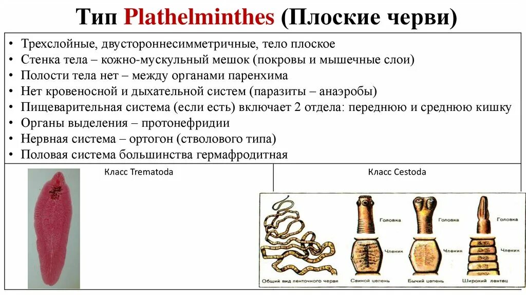 Тип и класс плоских червей. Общая характеристика plathelminthes.
