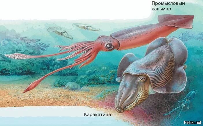 Кальмар каракатица. Каракатица и кальмар разница. Каракатица и осьминог. Вымершие головоногие моллюски. Каракатица и кальмар