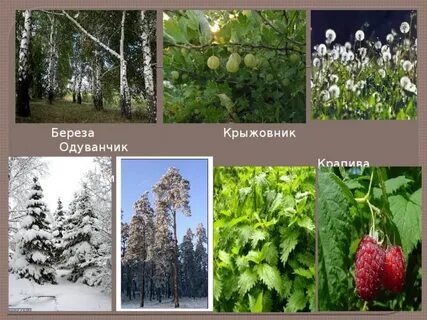 Береза покрытосеменное или