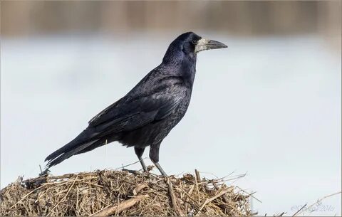 Хвост грача