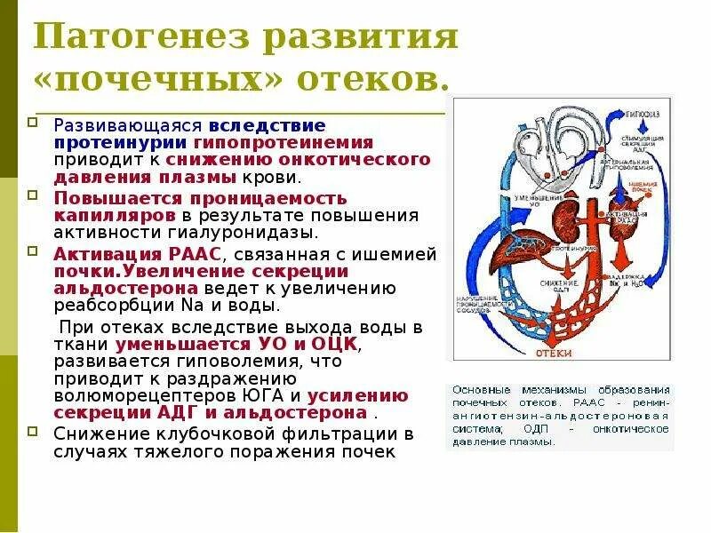 Механизмы развития отеков при патологии почек. Механизм образования отеков при почечных заболеваниях. Механизмы развития отеков при болезнях почек. Механизмы развития отёков при почечной недостаточности. Патогенез почки