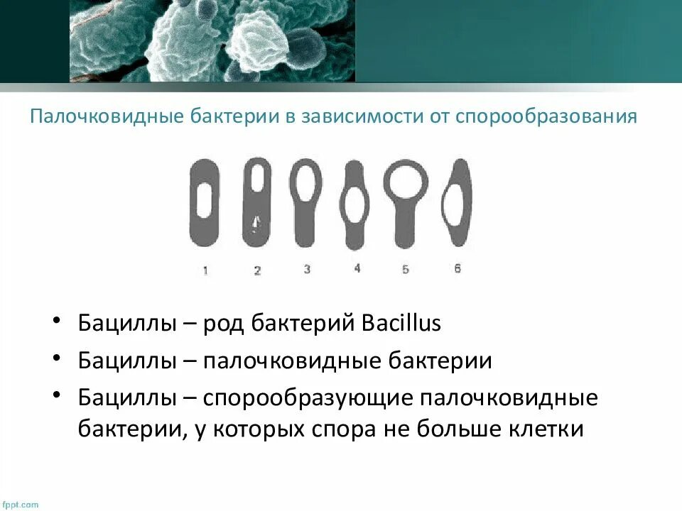 Микроорганизмы образующие споры. Строение палочковидной бактерии. Споры образуют палочковидные бактерии. Типы спорообразования у бактерий. Виды спорообразующих бактерий.