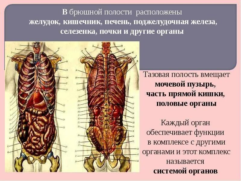 Почки входят в брюшную полость. Почки находятся в брюшной полости.