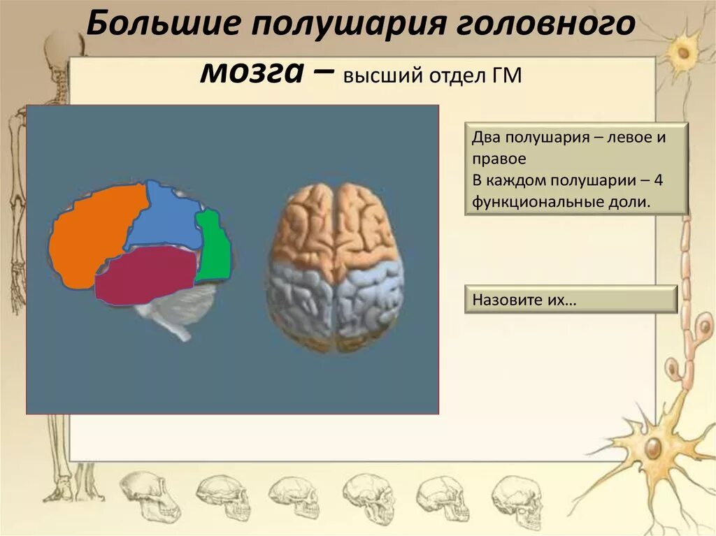 Большие полушария головного мозга функции. Высшие мозговые функции анатомия. Доли головного мозга и их функции. Функции полушарий большого мозга. Большие полушария головного мозга функции и строение