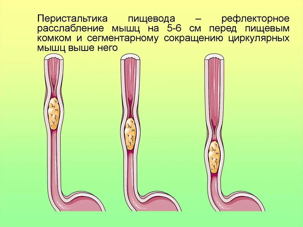 Движение пищевода. Перистальтические сокращения пищевода. Перистальтические волны пищевода. Перистальтика кишечника пищевода.