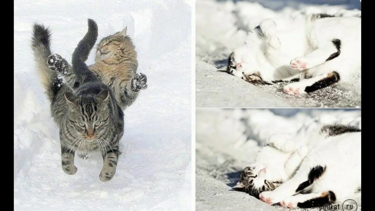 Кот зимой. Кот в сугробе. Кот валяется в снегу. Котята играются в снегу.