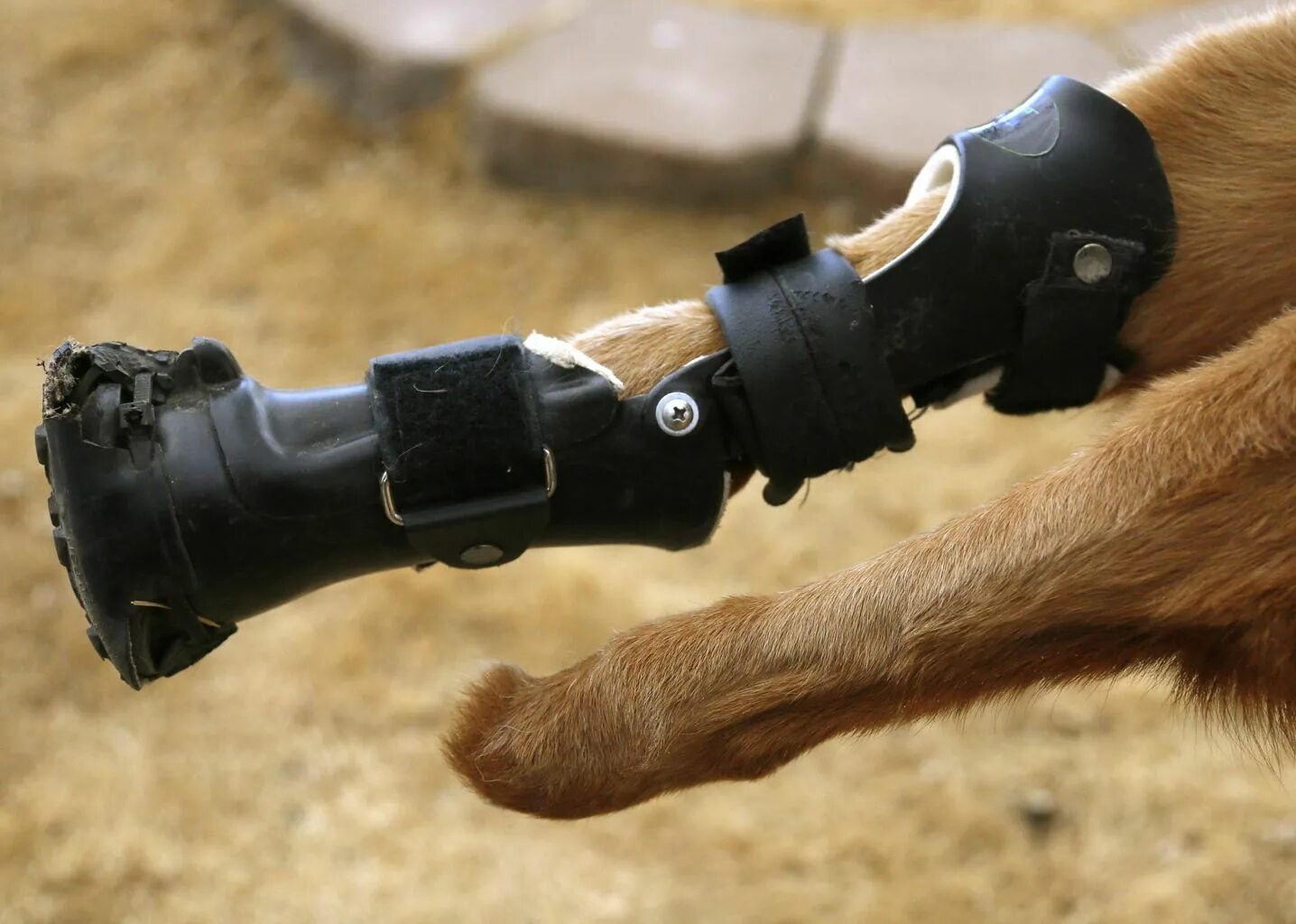 Собака лапа инвалид. Бионические протезы для собак. Протезы лап животных. Протез для передних лап собаки.