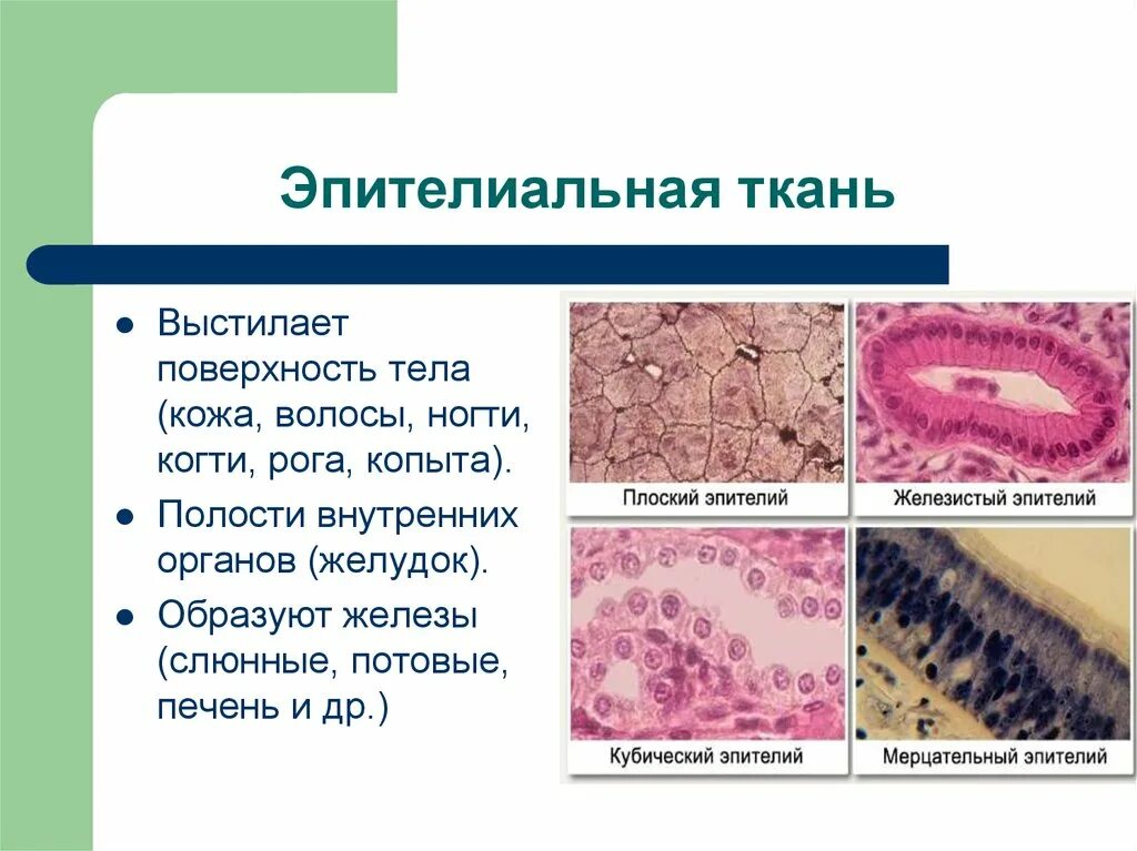 Эпителиальная ткань плоский эпителий. Строение эпителиальной ткани животных 5 класс. Эпителиальная ткань покровная железистая. Что выстилает эпителиальная ткань. Какую функцию выполняет эпителиальная