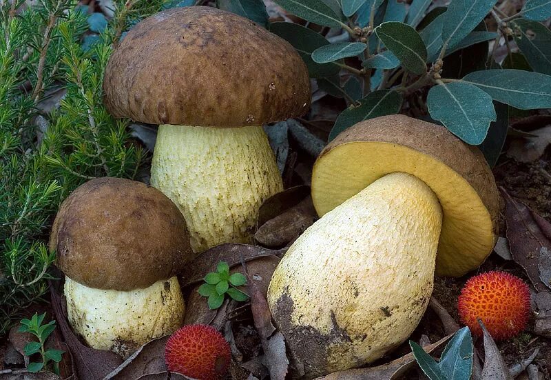 Гриб моховик обабок ложный. Leccinum crocipodium. Моховик гриб шляпка снизу. Грибы губчатые и трубчатые.