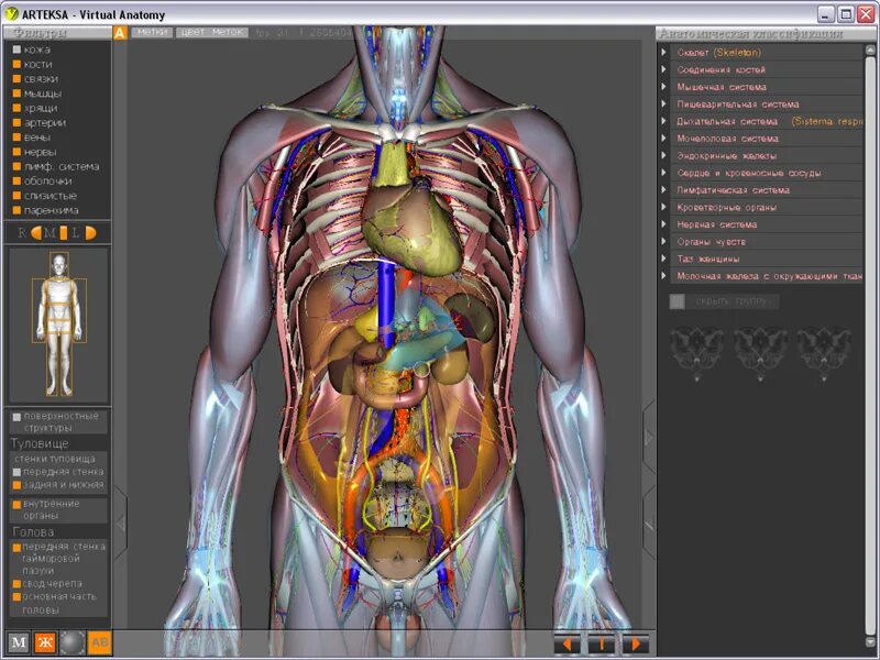 Анатомия твц. Компьютерное моделирование в медицине. Трехмерное моделирование в медицине.