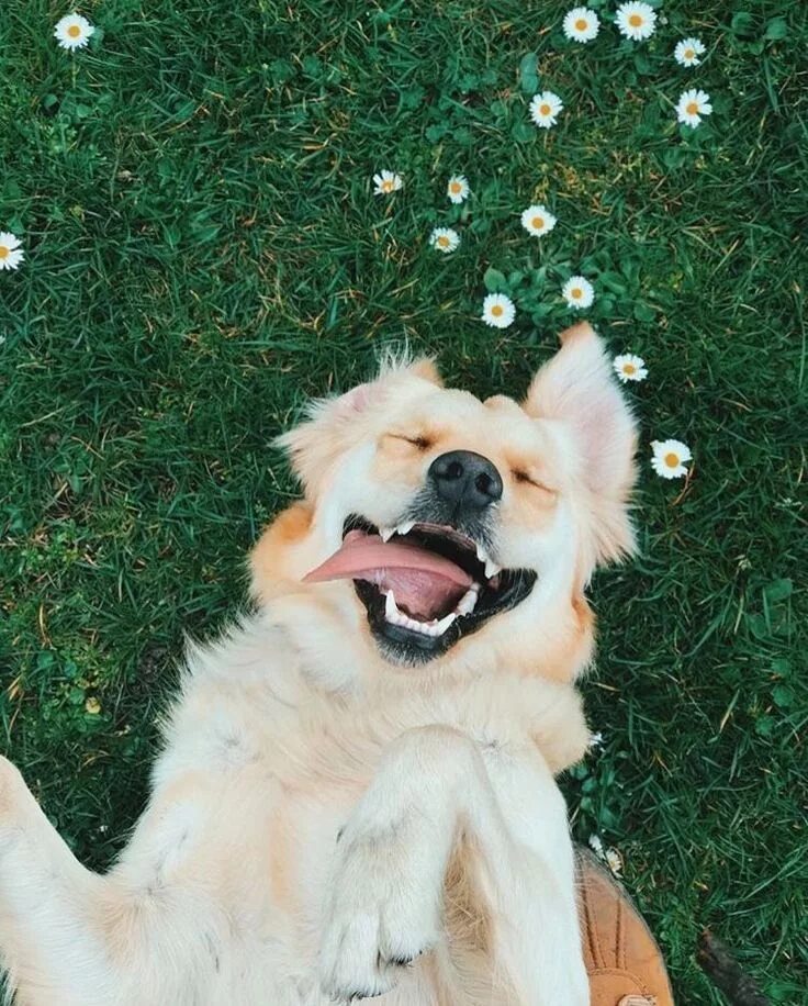 Моя счастливая собака. Peace happy dog. Моя счастливая собака. Собака радуется. Счастливая собака.