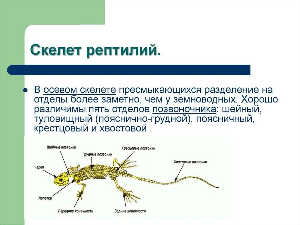 Рептилии какой скелет. Рептилии какой скелет