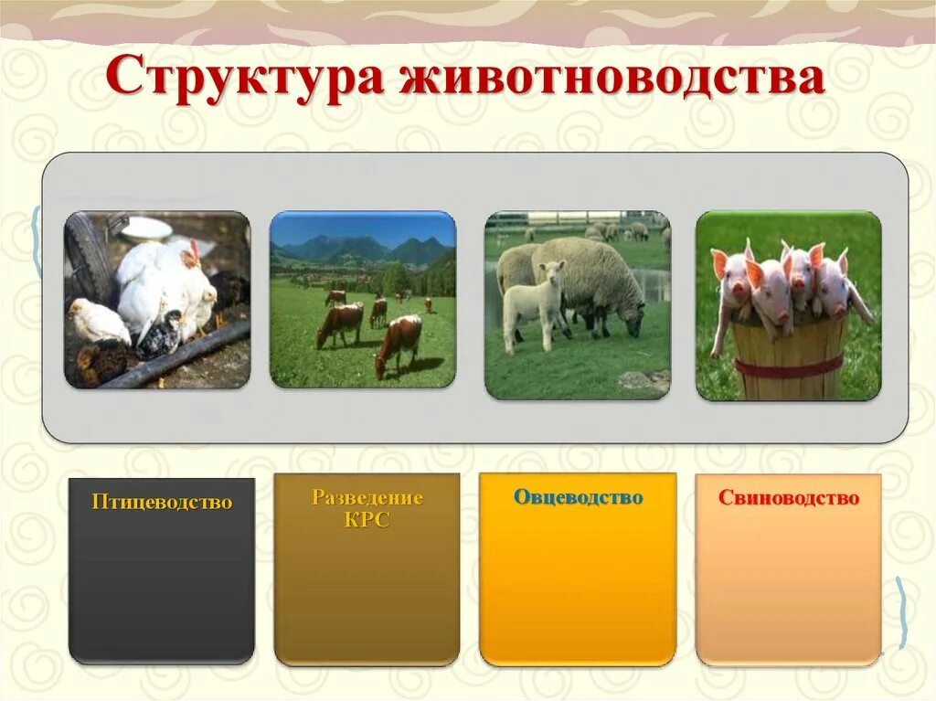 Название отрасли животноводства. Структура животноводства. Отрасли животноводства схема. Животноводство структура отрасли. Структура скотоводства.