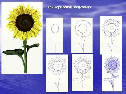 Рисуем подсолнух поэтапно