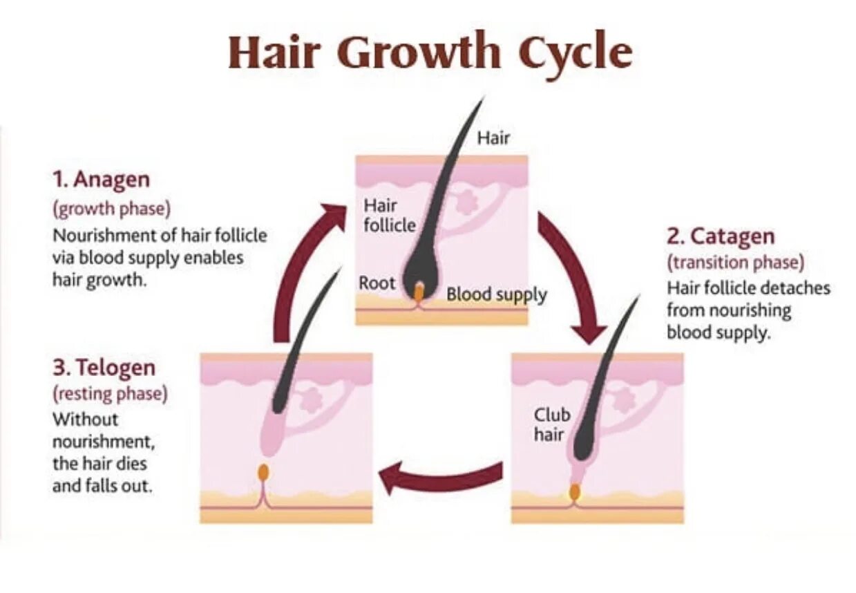 Hair growth Cycle. Цикл роста волос. Жизненный цикл волоса. Для роста волос.