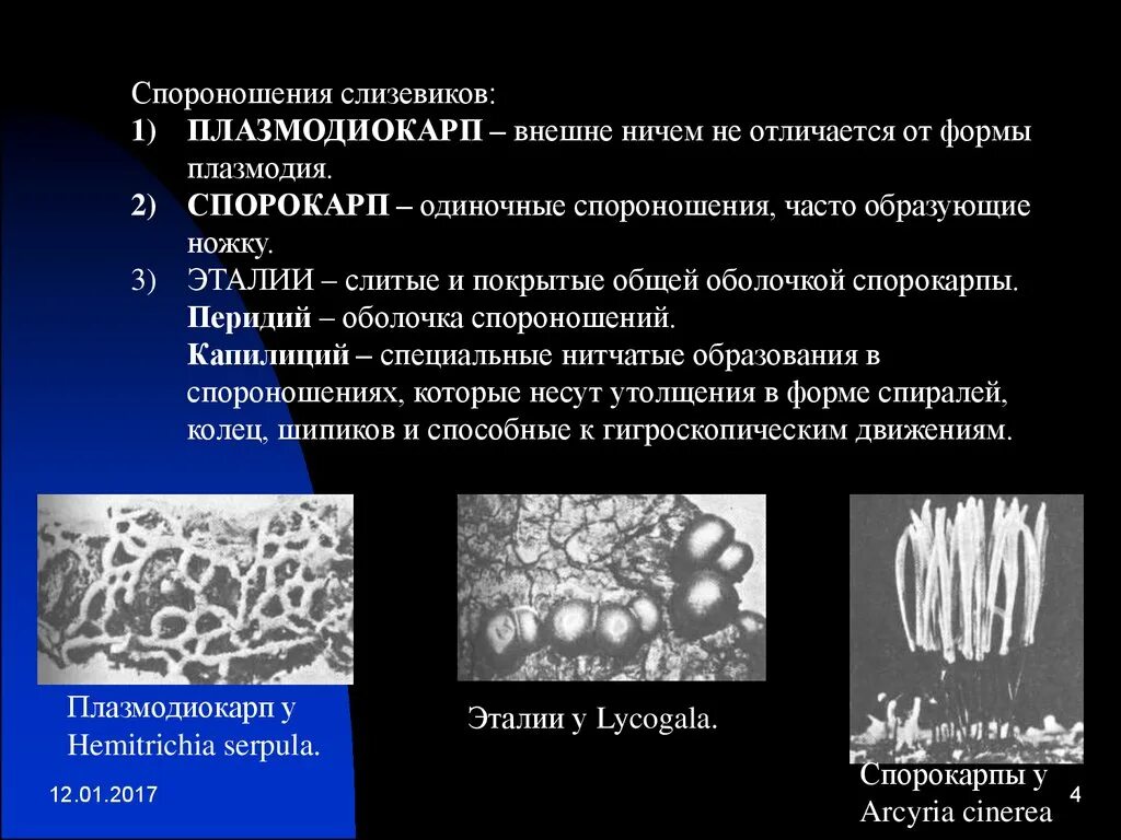 Спороношение это. Типы спороношения. Грибоподобные организмы. Половое спороношение миксомицет. Слизевики виды.