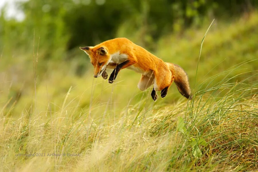 лиса охотится. лиса. лиса учит лисят. лиса на охоте. лиса охотится.