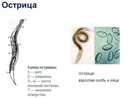 Продолжительность жизни острицы