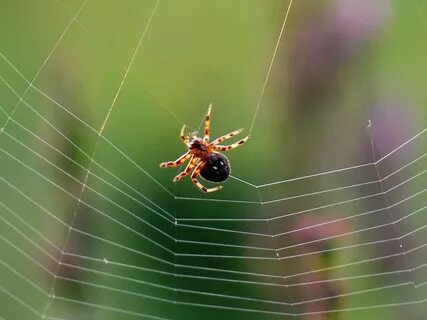 These are spiders
