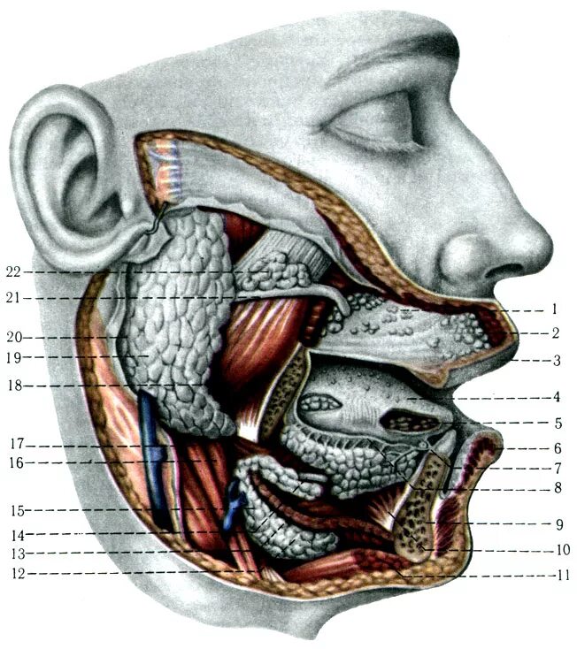 Околоушные подчелюстные железы. Проток околоушной железы анатомия. Околоушная слюнная железа анатомия. Топография протоков околоушной слюнной железы. Подъязычная слюнная железа анатомия.