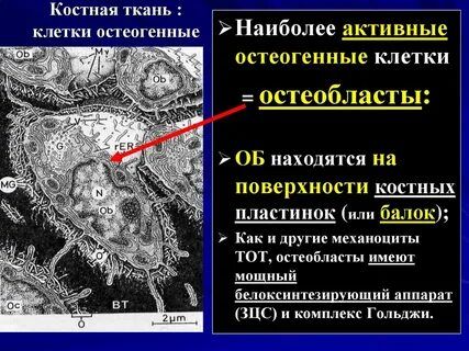 Клетками костной ткани являются