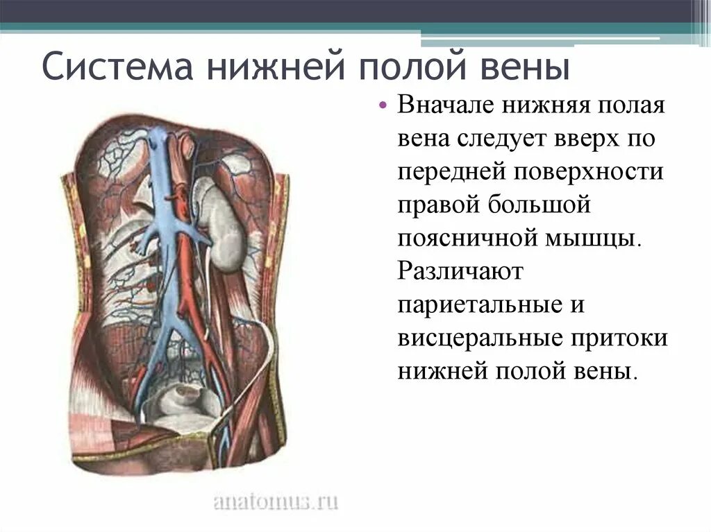 Нижняя полая вена образуется. Нижняя полая Вена париетальные притоки. Нижняя полая Вена висцеральные притоки. Система нижней полой вены анатомия. Нижняя полая Вена притоки.