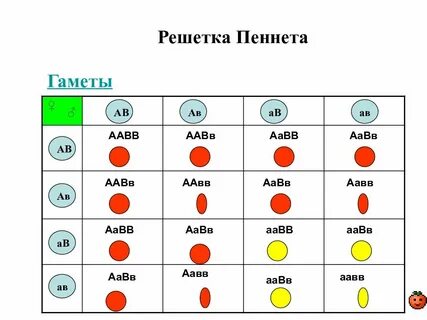 Образуйте гаметы аавв