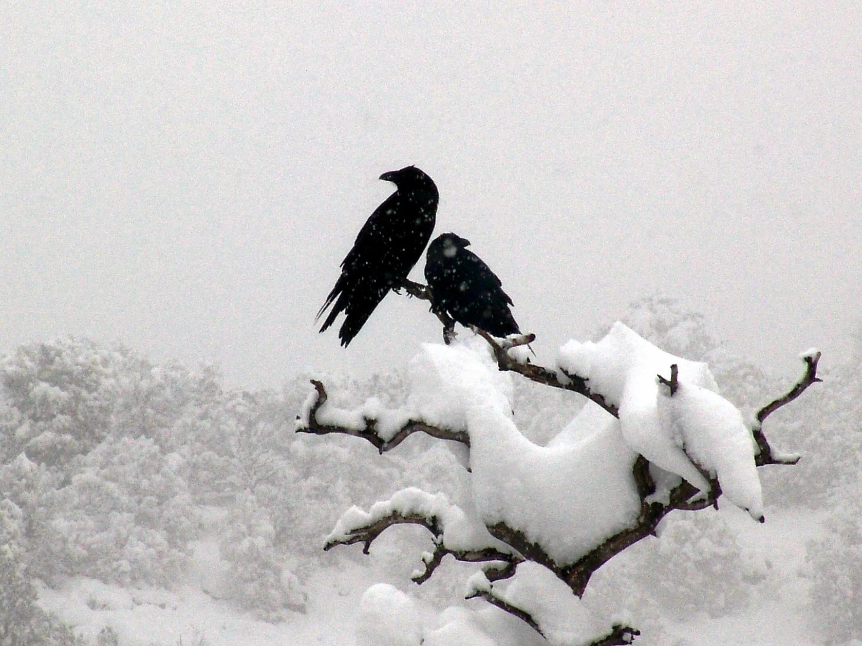 Where winter crows go