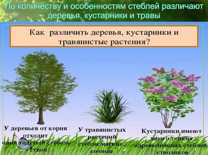 Древесные и травянистые формы