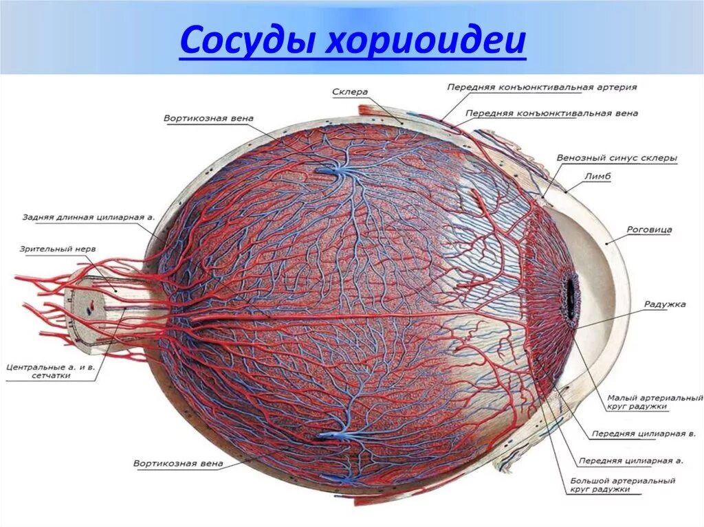 Воспаление внутренней оболочки вены латынь. Строение сосудов глаза. Собственно сосудистая оболочка глаза анатомия. Сосудистое строение глаза.