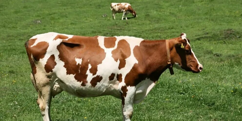 Купить айрширскую породу. Корова. Бычки айрширской породы. Айрширская порода коров фото. Достоинства айрширская порода коров.