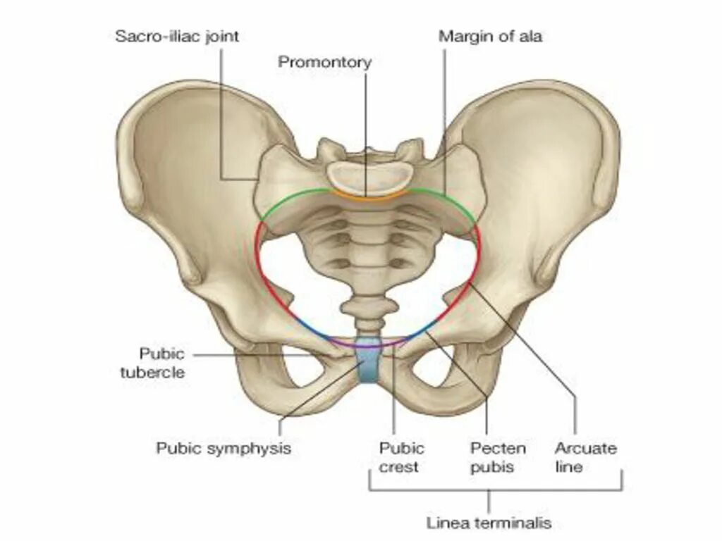 Линия подвздошной кости. Кости таза малый таз. Большой и малый таз строение. Пограничная линия таза анатомия. Анатомия малый таз кости.