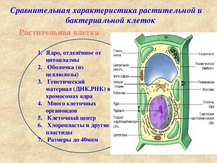 Что есть у клеток животных и растений