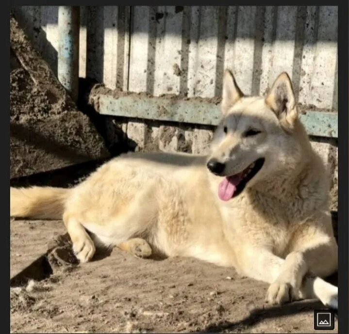 Мой друг наша собака которую зовут тайга. Мой друг наша собака которую зовут тайга