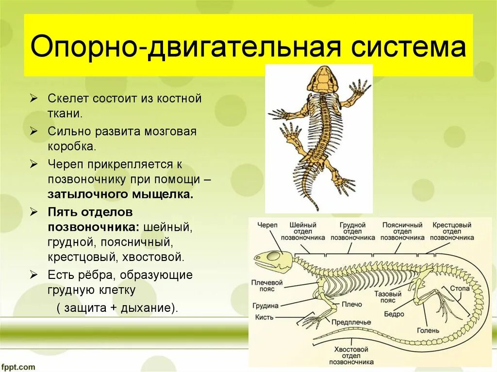 Сравните внешнее и внутреннее строение