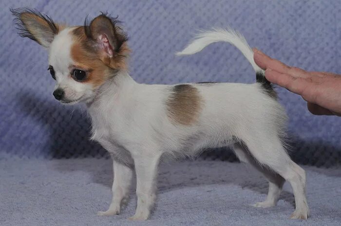 чихуа в 4 месяца